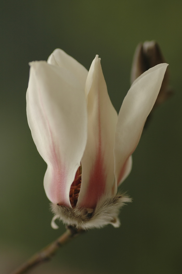 望春玉兰Yulania biondii