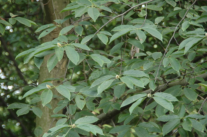 望春玉兰Yulania biondii