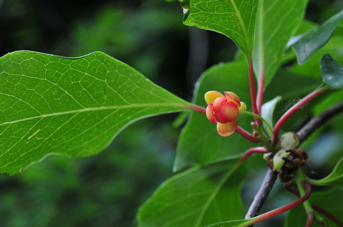 华中五味子Schisandra sphenanthera