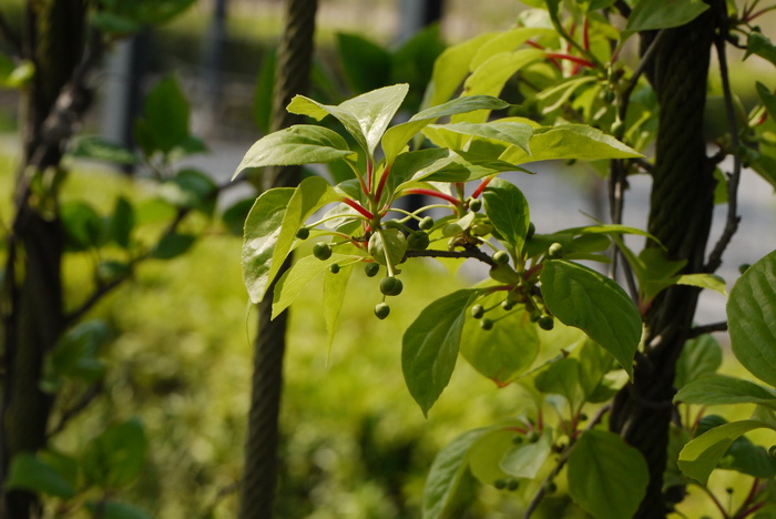 华中五味子Schisandra sphenanthera