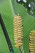 黄花竹芋Calathea crotalifera