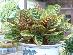 孔雀竹芋Calathea makoyana