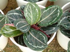 玫瑰竹芋Calathea roseopicta