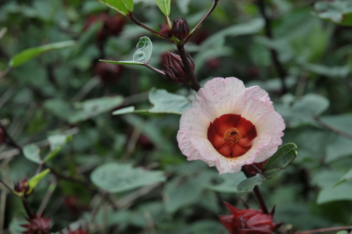 玫瑰茄Hibiscus sabdariffa