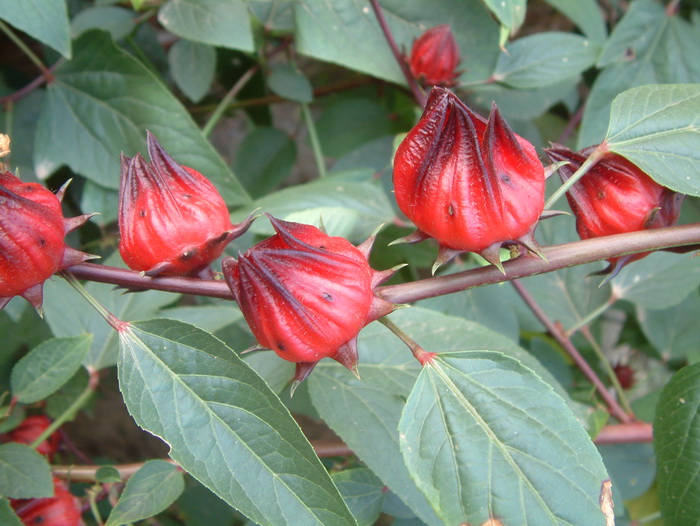 玫瑰茄Hibiscus sabdariffa