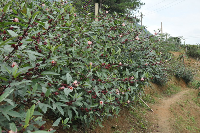 玫瑰茄Hibiscus sabdariffa