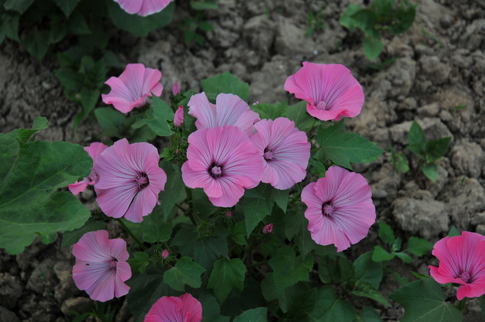 三月花葵Lavatera trimestris