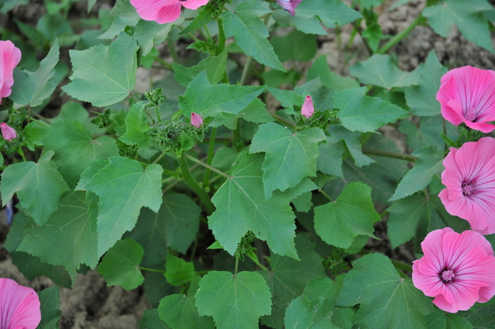 三月花葵Lavatera trimestris