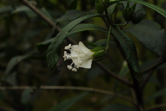 白炽花Hibiscus macilwraithensis