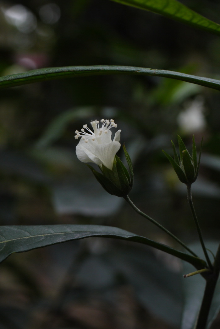 白炽花Hibiscus macilwraithensis