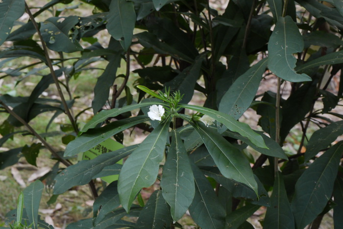 白炽花Hibiscus macilwraithensis