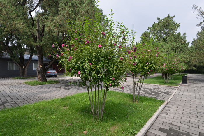 木槿Hibiscus syriacus