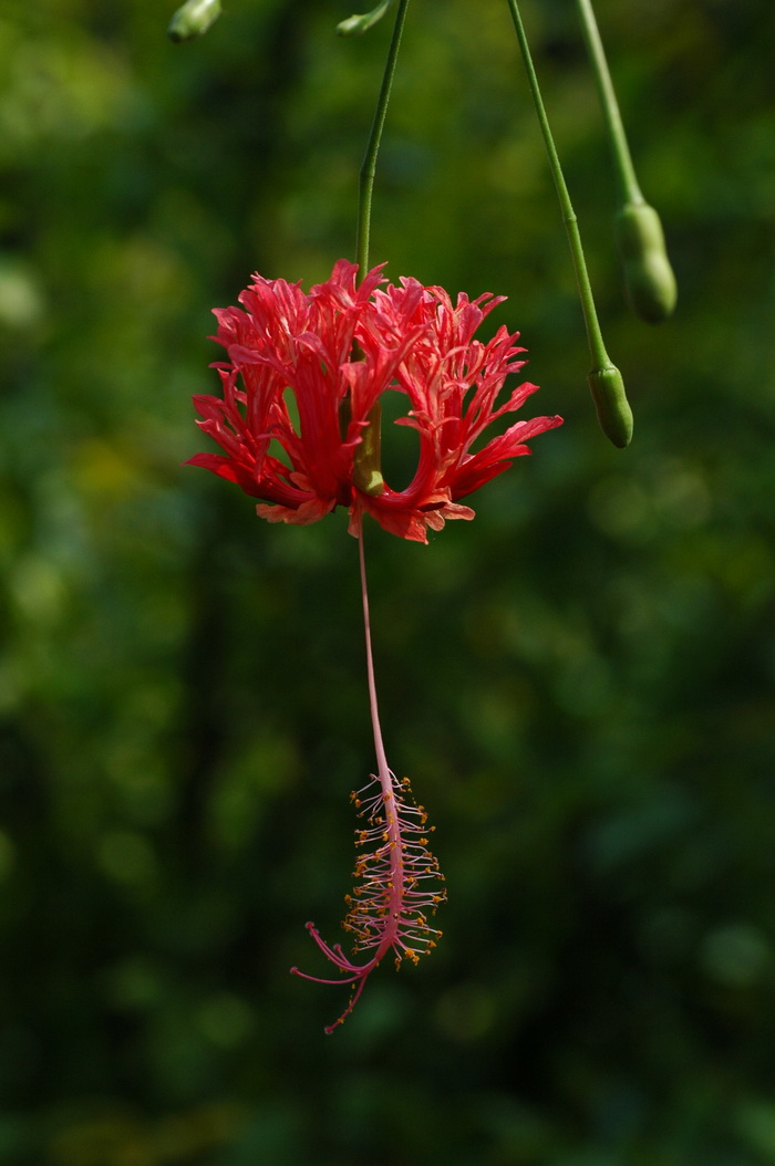 吊灯扶桑Hibiscus schizopetalus