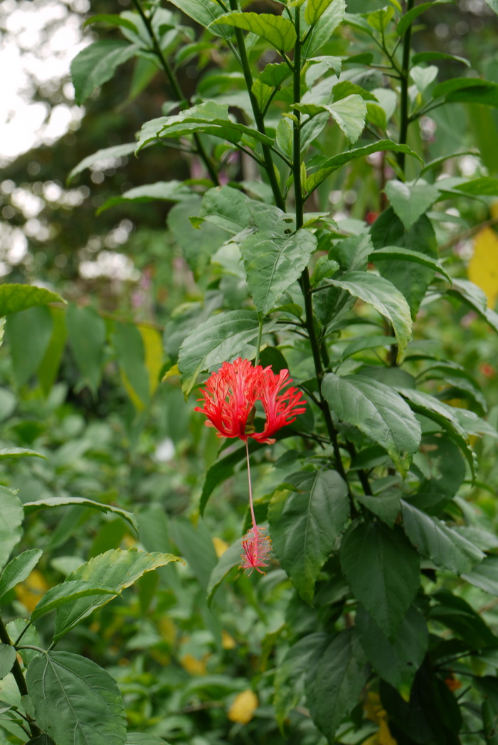 吊灯扶桑Hibiscus schizopetalus