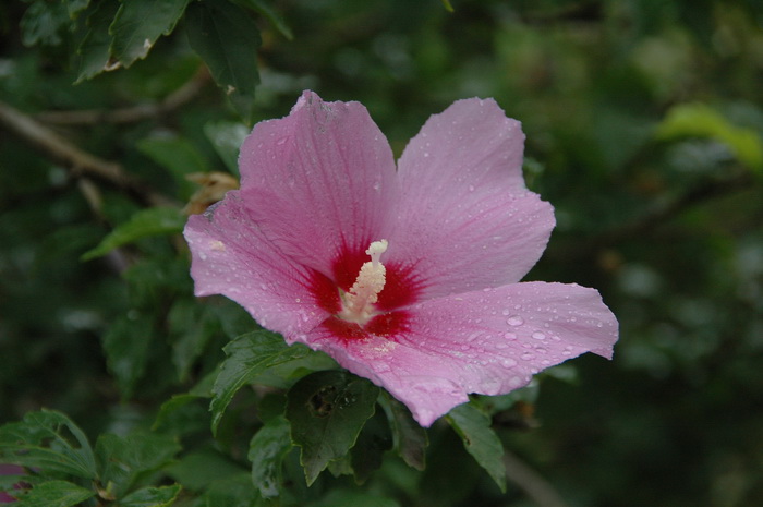 木槿Hibiscus syriacus