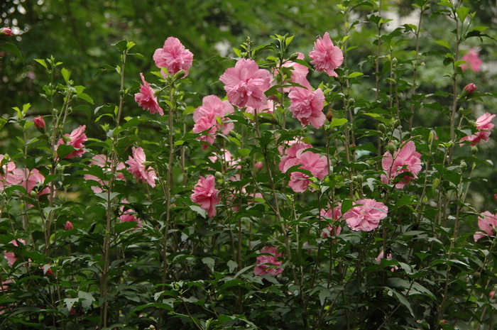 木槿Hibiscus syriacus