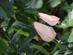 宫粉悬铃花Malvaviscus arboreus ‘Variegata’