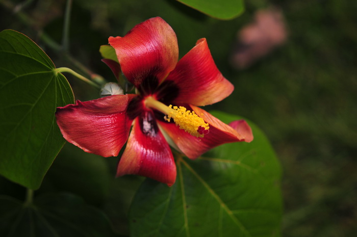 高红槿Hibiscus elatus