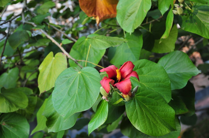 高红槿Hibiscus elatus