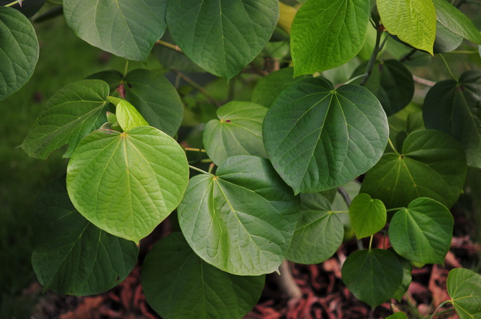 高红槿Hibiscus elatus