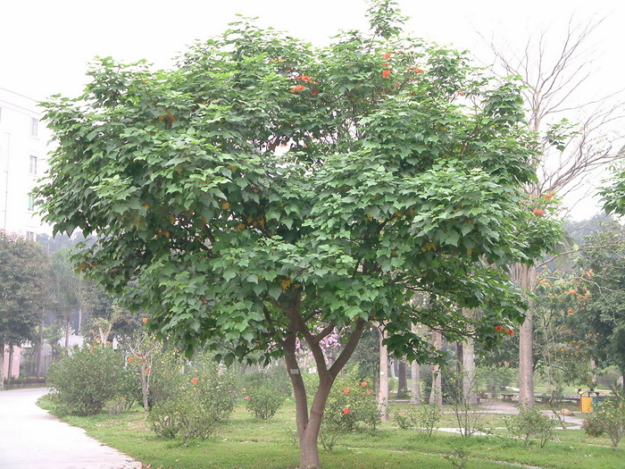 高红槿Hibiscus elatus