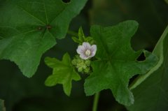 野葵Malva verticillata