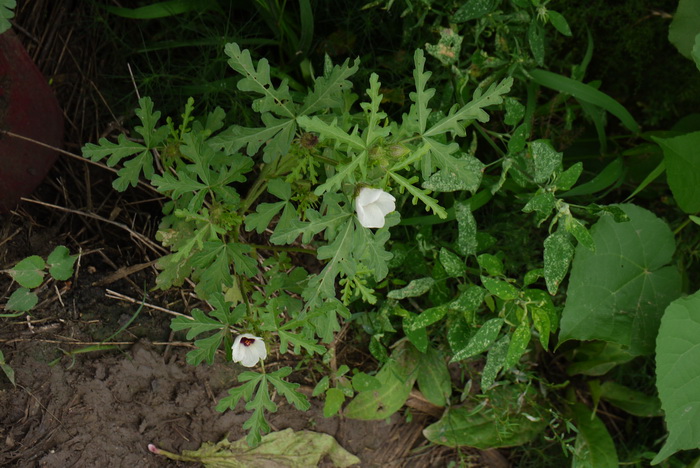 野西瓜苗Hibiscus trionum