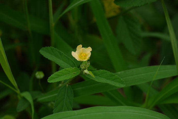 白背黄花稔Sida rhombifolia