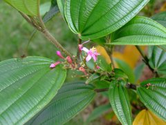 尖子木Oxyspora paniculata