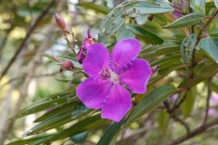 角茎野牡丹Tibouchina granulosa