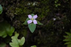 东方肉穗草Sarcopyramis bodinieri var. delicata