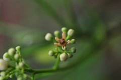 浆果楝Cipadessa baccifera