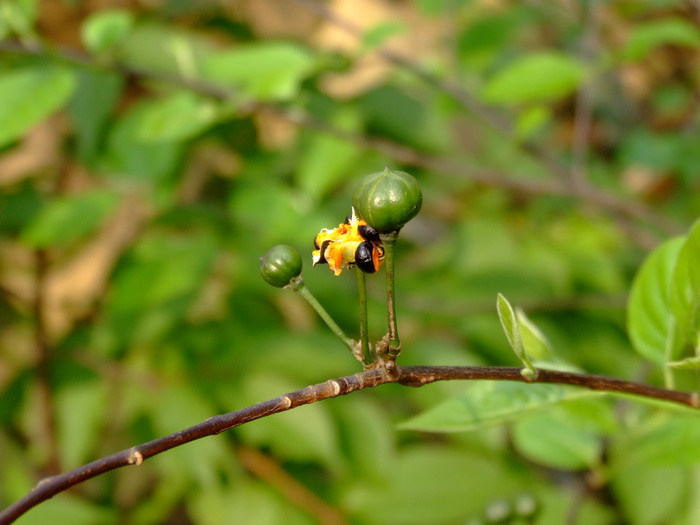 杜楝Turraea pubescens