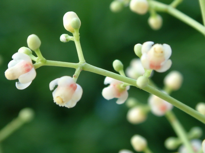 非洲桃花心木Khaya senegalensis