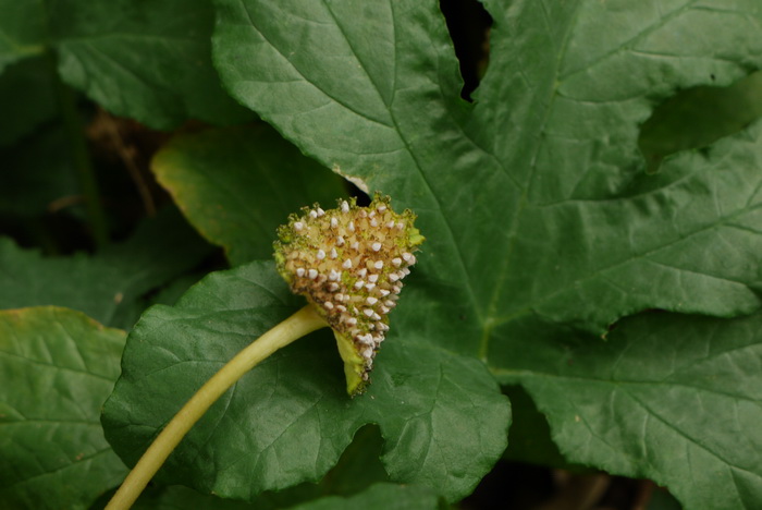 厚叶盘花木Dorstenia contrajerva