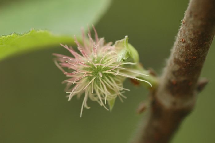 构树Broussonetia papyrifera