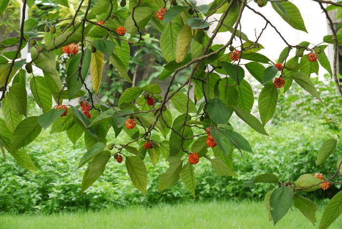 构树Broussonetia papyrifera