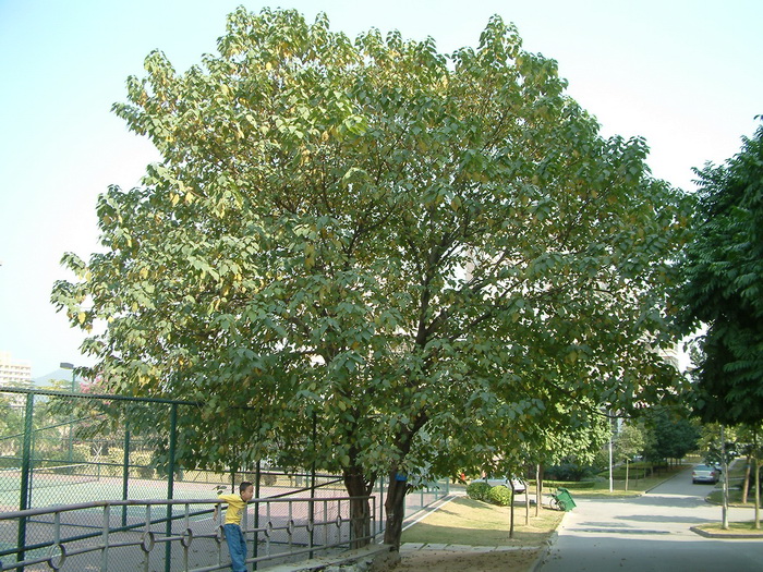 构树Broussonetia papyrifera