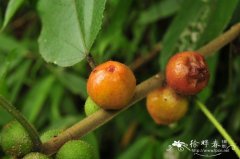 五指毛桃 Ficus hirta