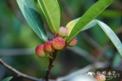 竹叶榕 Ficus stenophylla