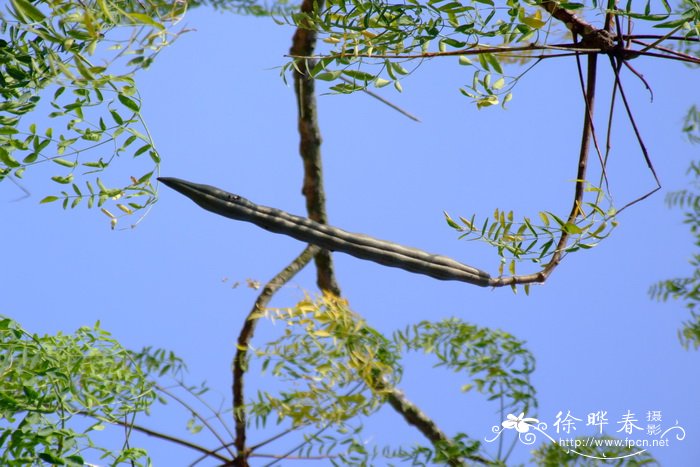 象腿树Moringa drouhardii