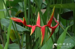 阿娜蝎尾蕉Heliconia × rauliniana