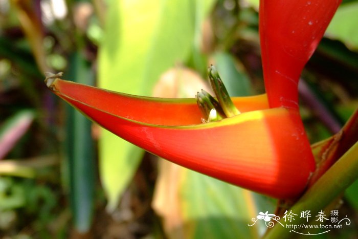 波威尔蝎尾蕉Heliconia stricta ‘Bob’