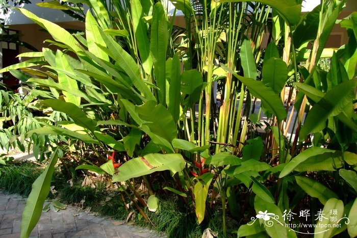 波威尔蝎尾蕉Heliconia stricta ‘Bob’