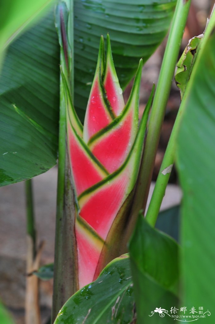 卡尼氏蝎尾蕉Heliconia stricta ‘Carli's Sharonii’