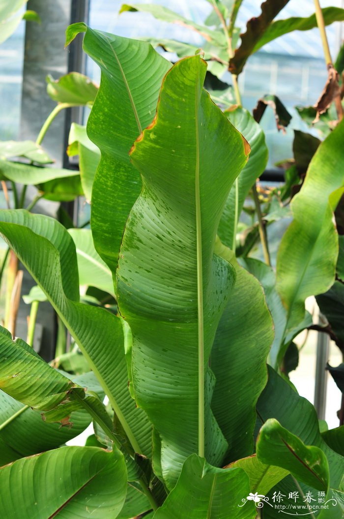 卡尼氏蝎尾蕉Heliconia stricta ‘Carli's Sharonii’