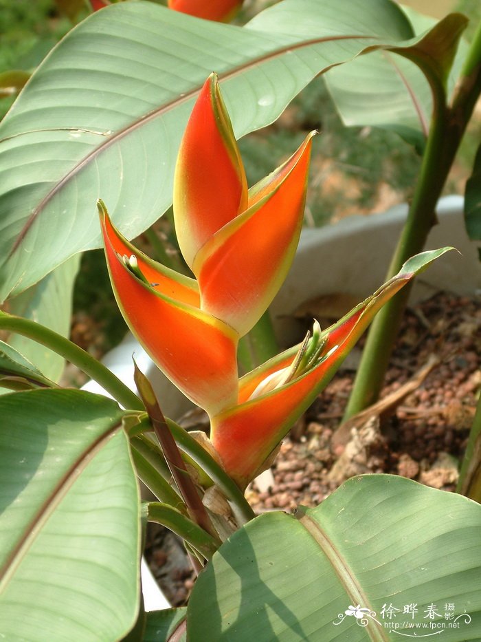 沙龙蝎尾蕉Heliconia stricta ‘Oliveira’s Sharonii’