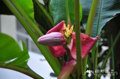 美叶芭蕉Musa acuminata var. sumatrana