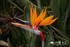 鹤望兰Strelitzia reginae