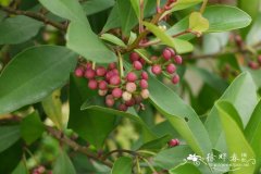 东方紫金牛 Ardisia elliptica